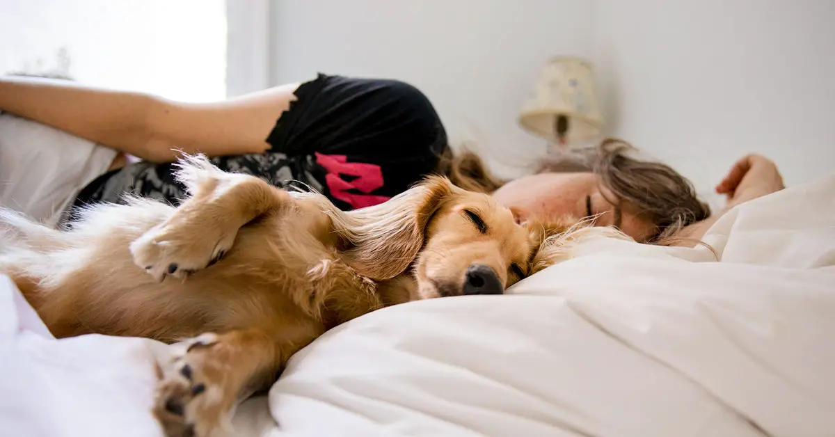 why do dogs sleep so much?