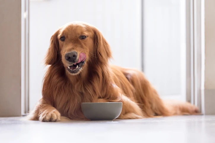 can dogs eat canned chicken?