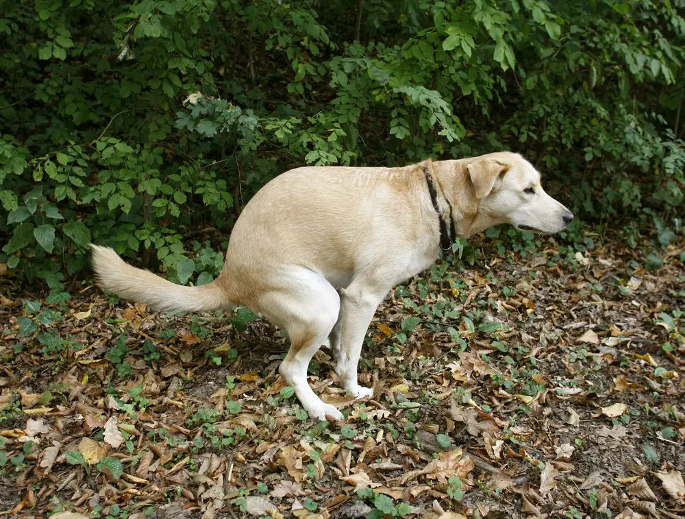 why does my dog walk and poop?