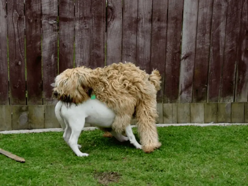 when do male dogs start humping?