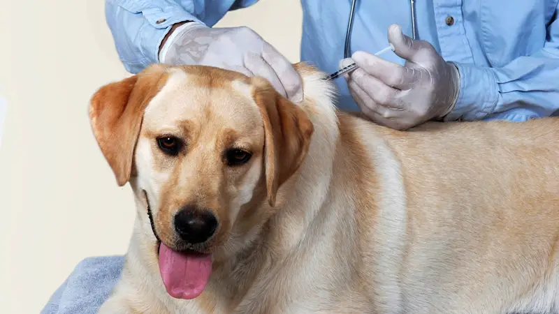 what happens if a dog gets vaccinated twice?