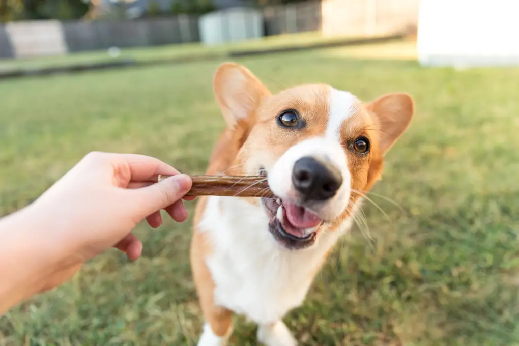 how to make your own bully sticks?