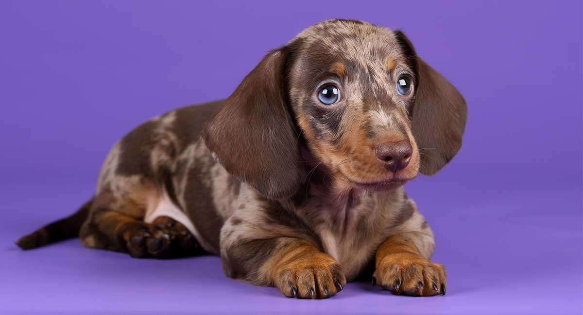 blue eyed dachshund