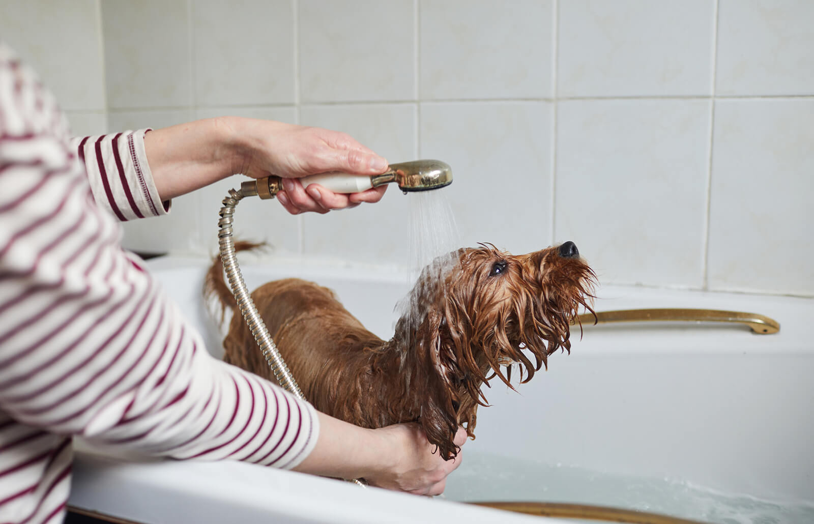 how often should you wash your dog