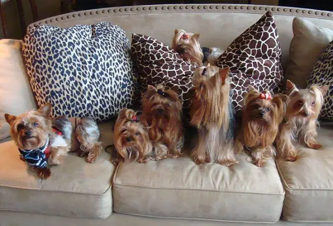 How long is a Yorkie pregnancy?