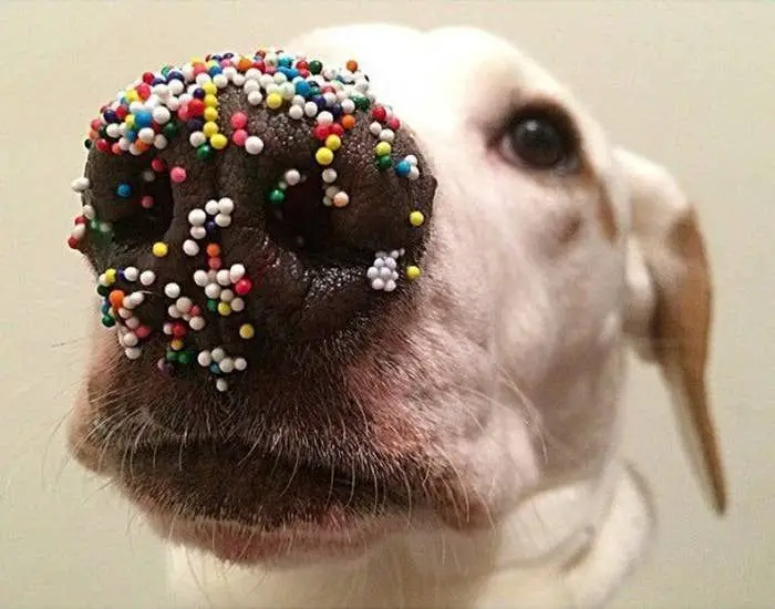 Can dogs have sprinkles?