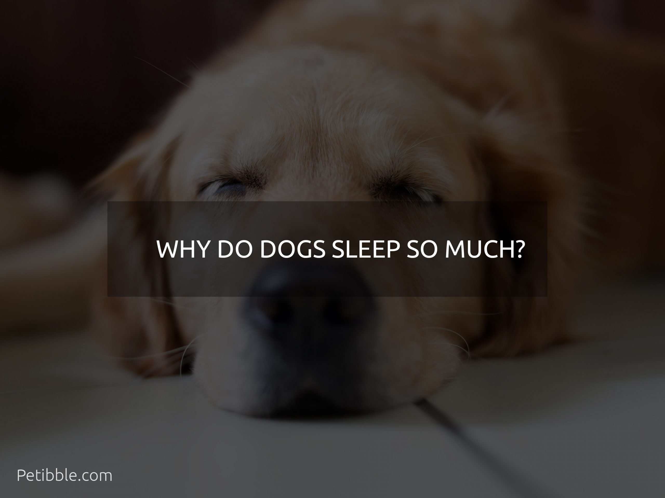 why do dogs sleep so much?