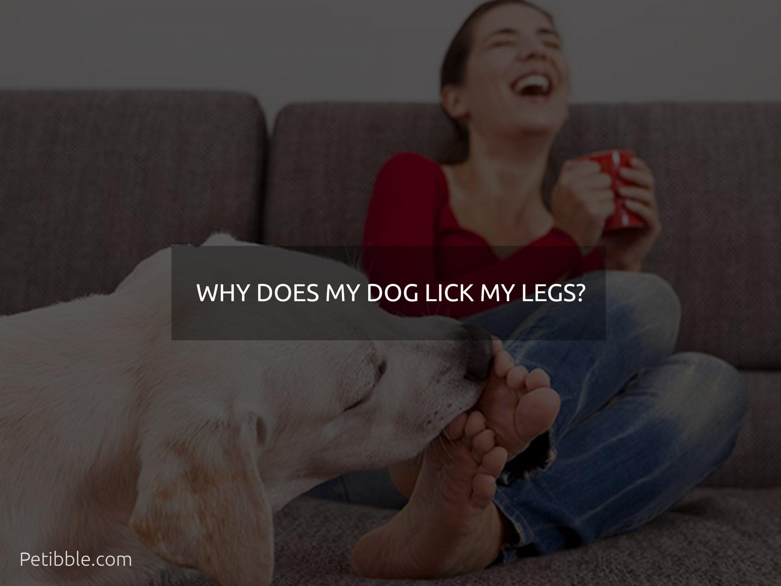 why does my dog lick my legs