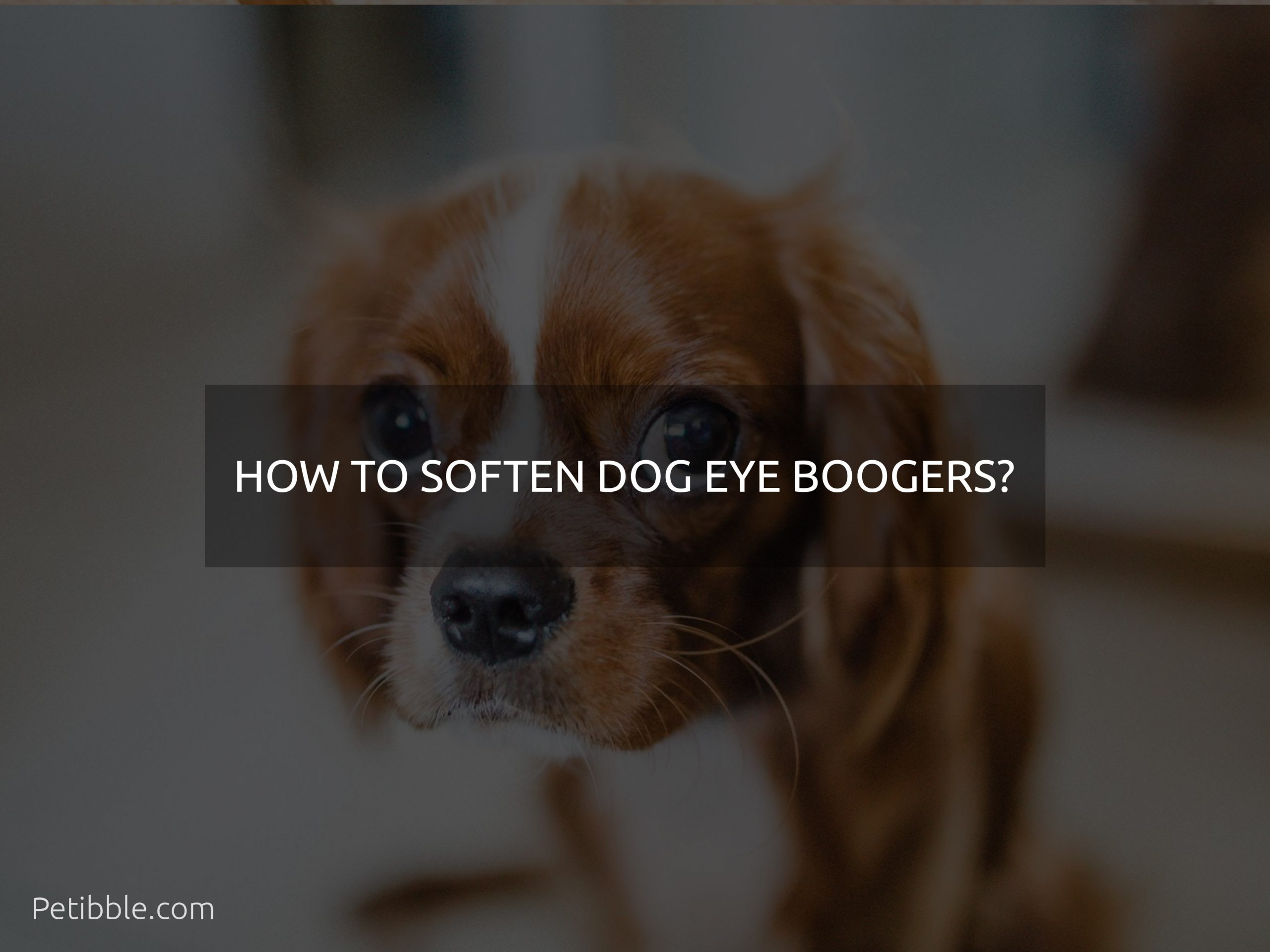 how to soften dog eye boogers?