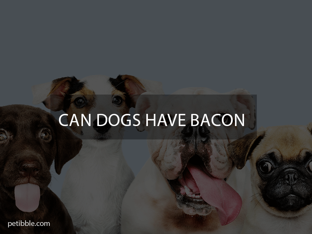 can dogs eat bacon?