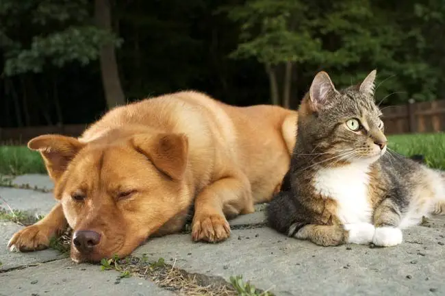 how to tell if a dog is aggressive towards cats