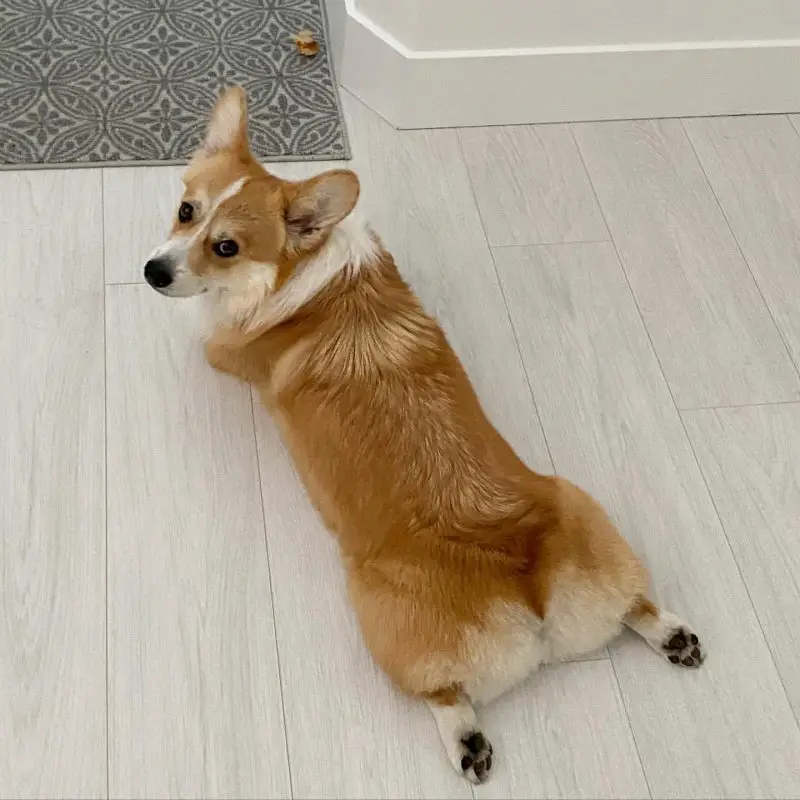 everything you must know about corgi sploot