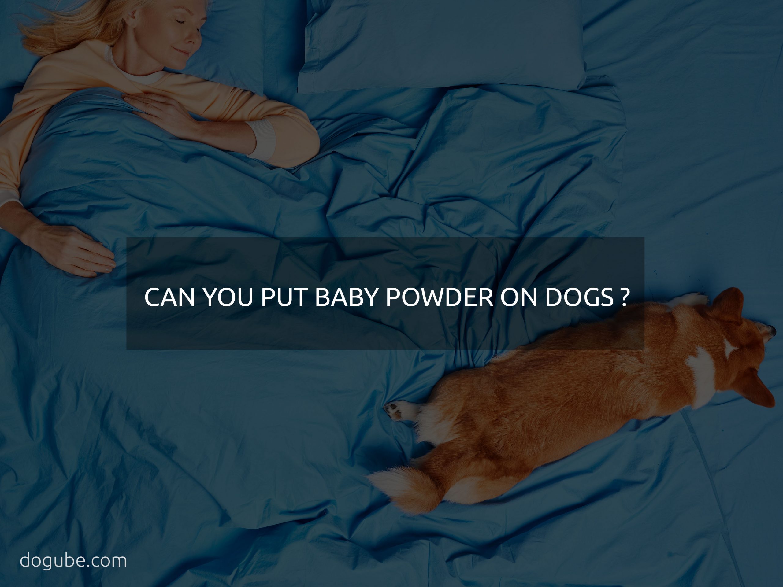 dog sounds congested when sleeping ?