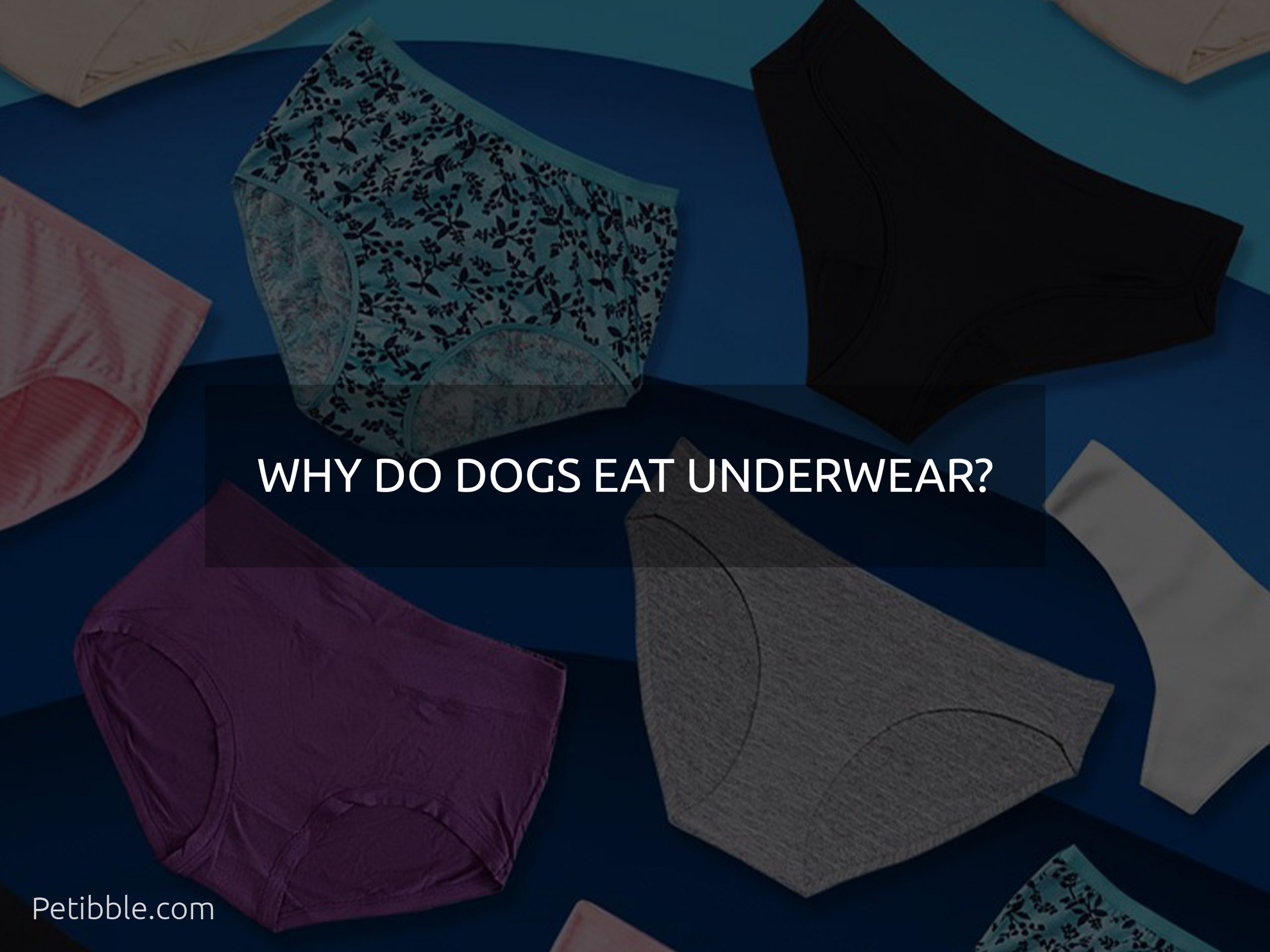 why do dogs eat underwear?