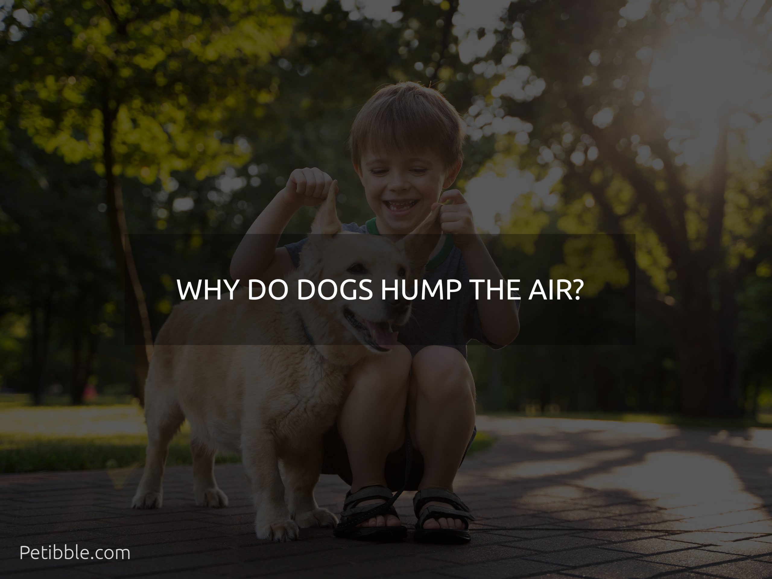 why do dogs hump the air?