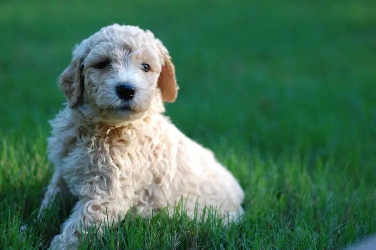 goldendoodle baby