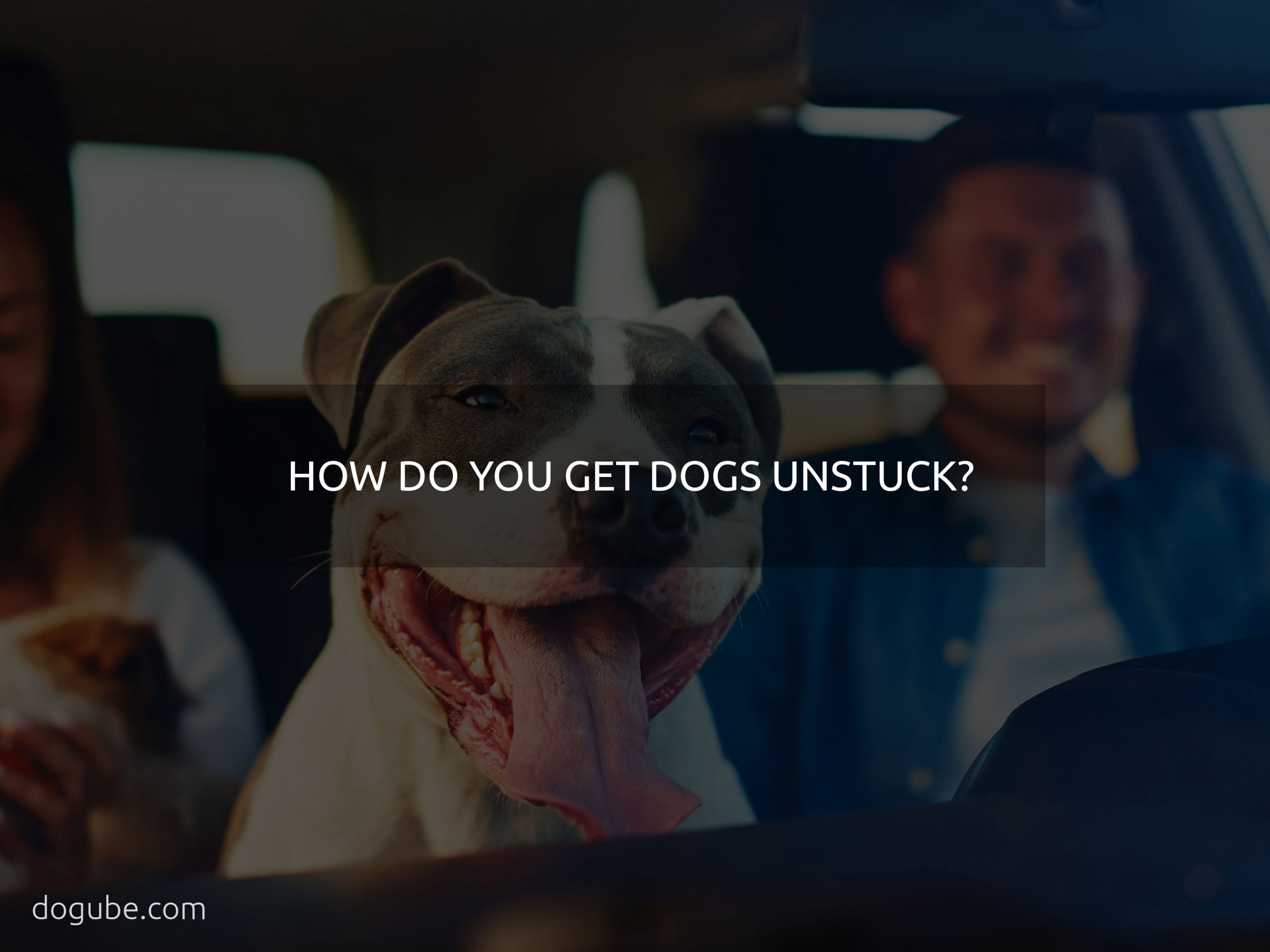 how do you get dogs unstuck?