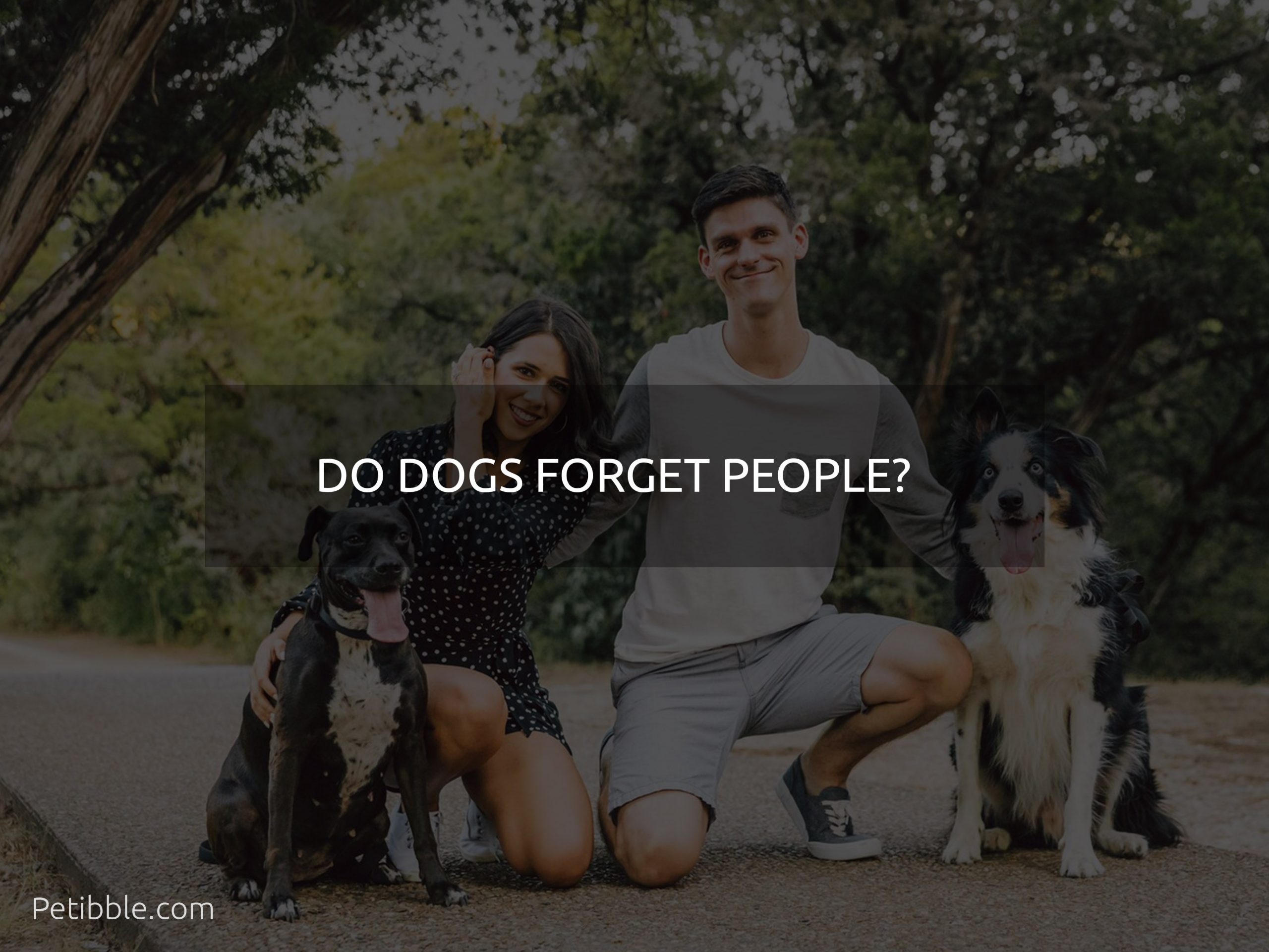 do dogs forget people?