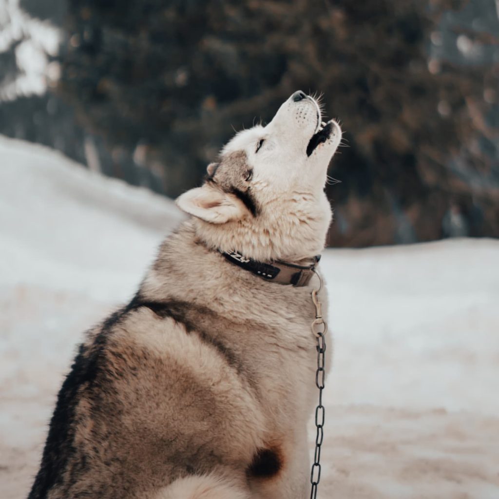 why does my dog howl with me?