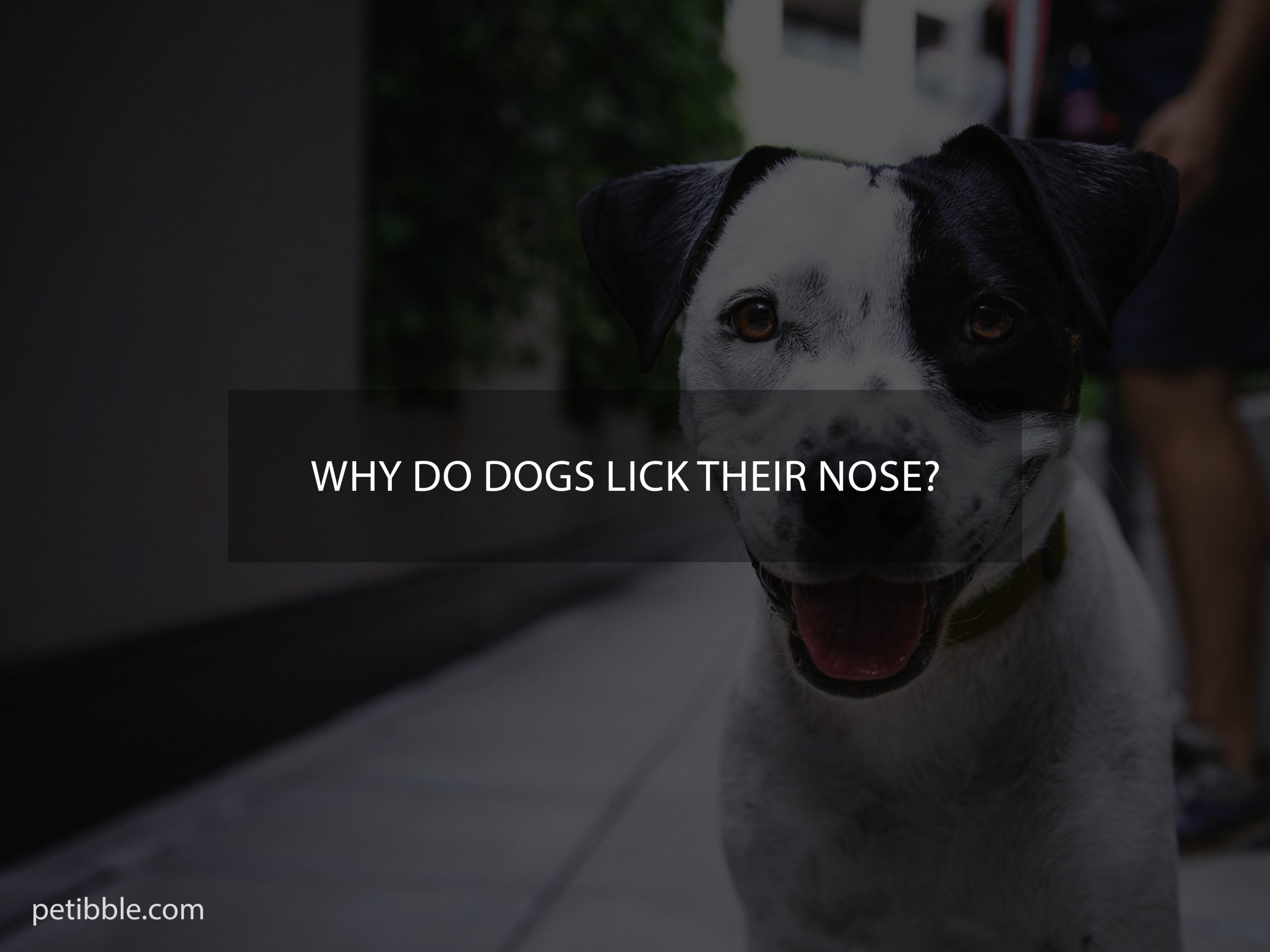 Why do dogs lick their nose?