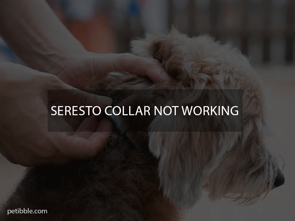 seresto collar not working