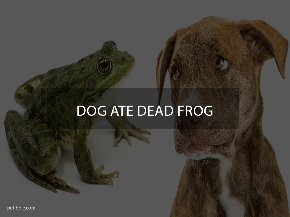 dog ate dead frog