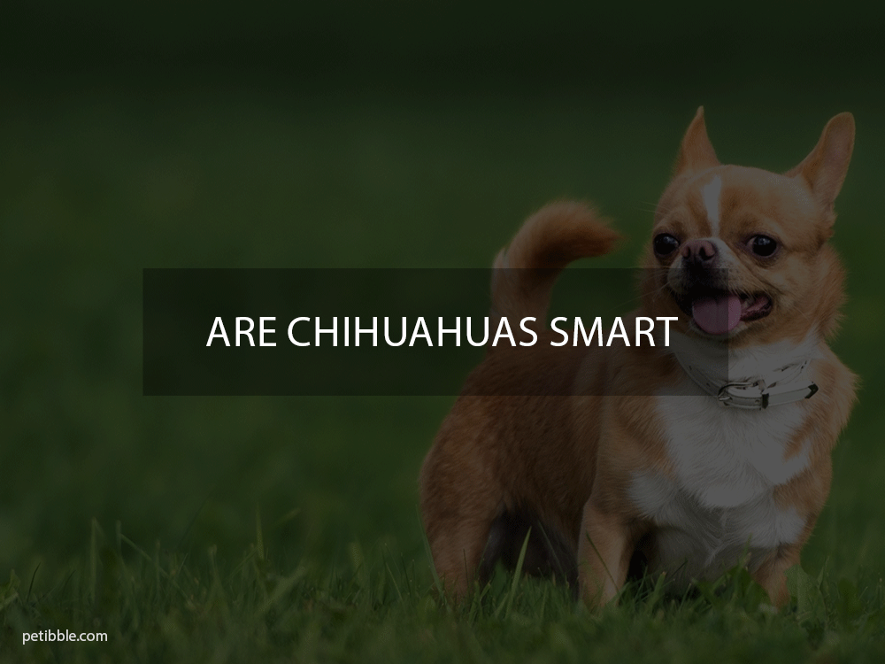 are chihuahuas smart