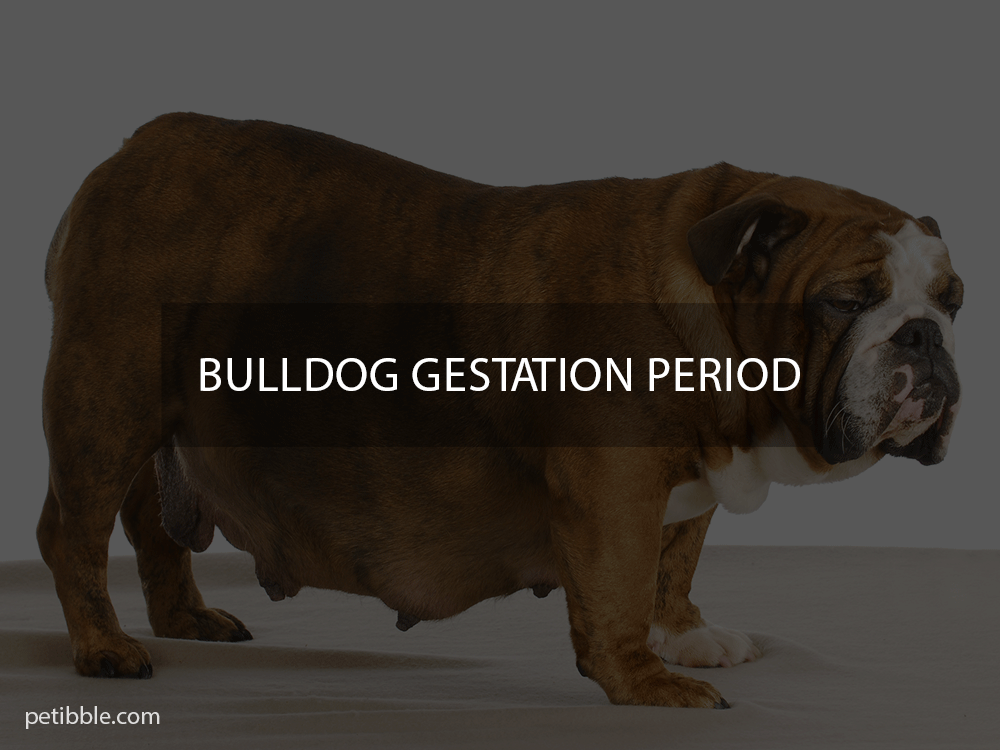 bulldog gestation period