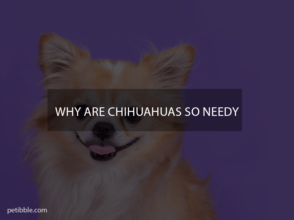 why are chihuahuas so needy