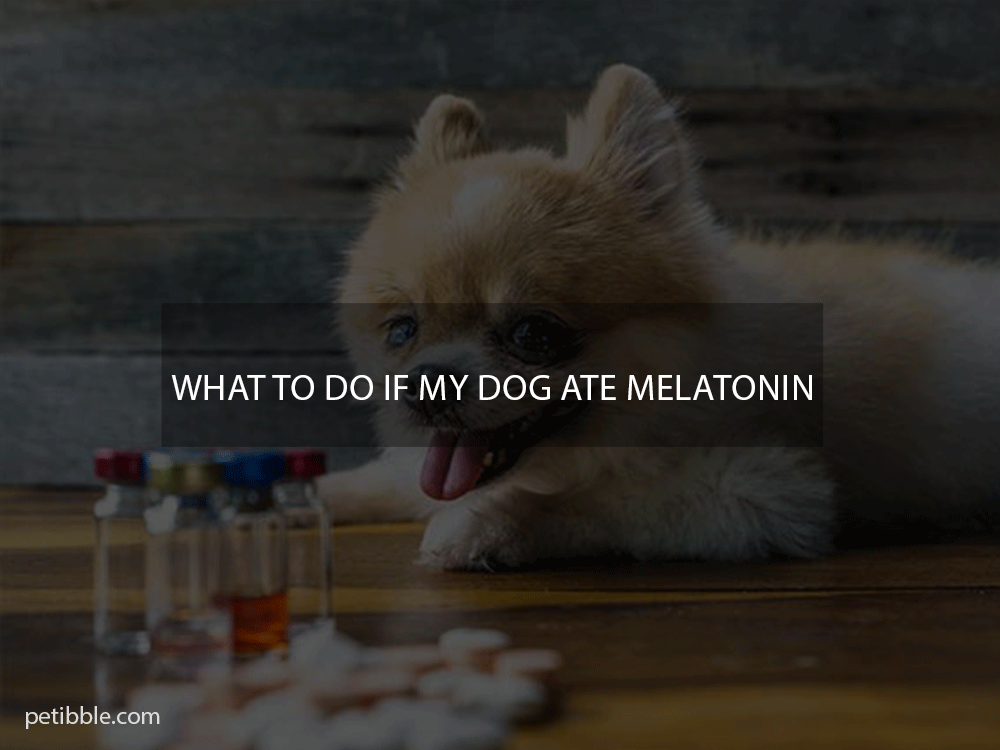 my dog ate melatonin