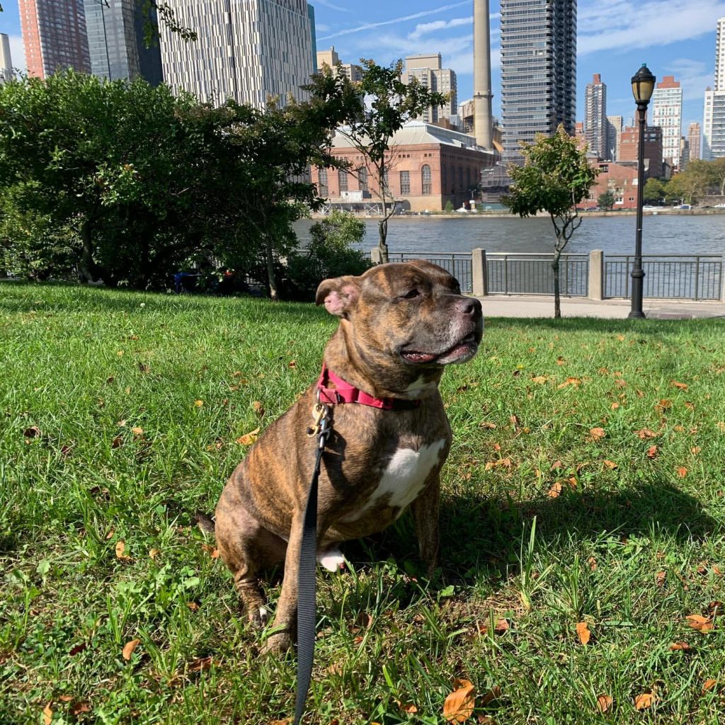 6 top things about brindle pitbull