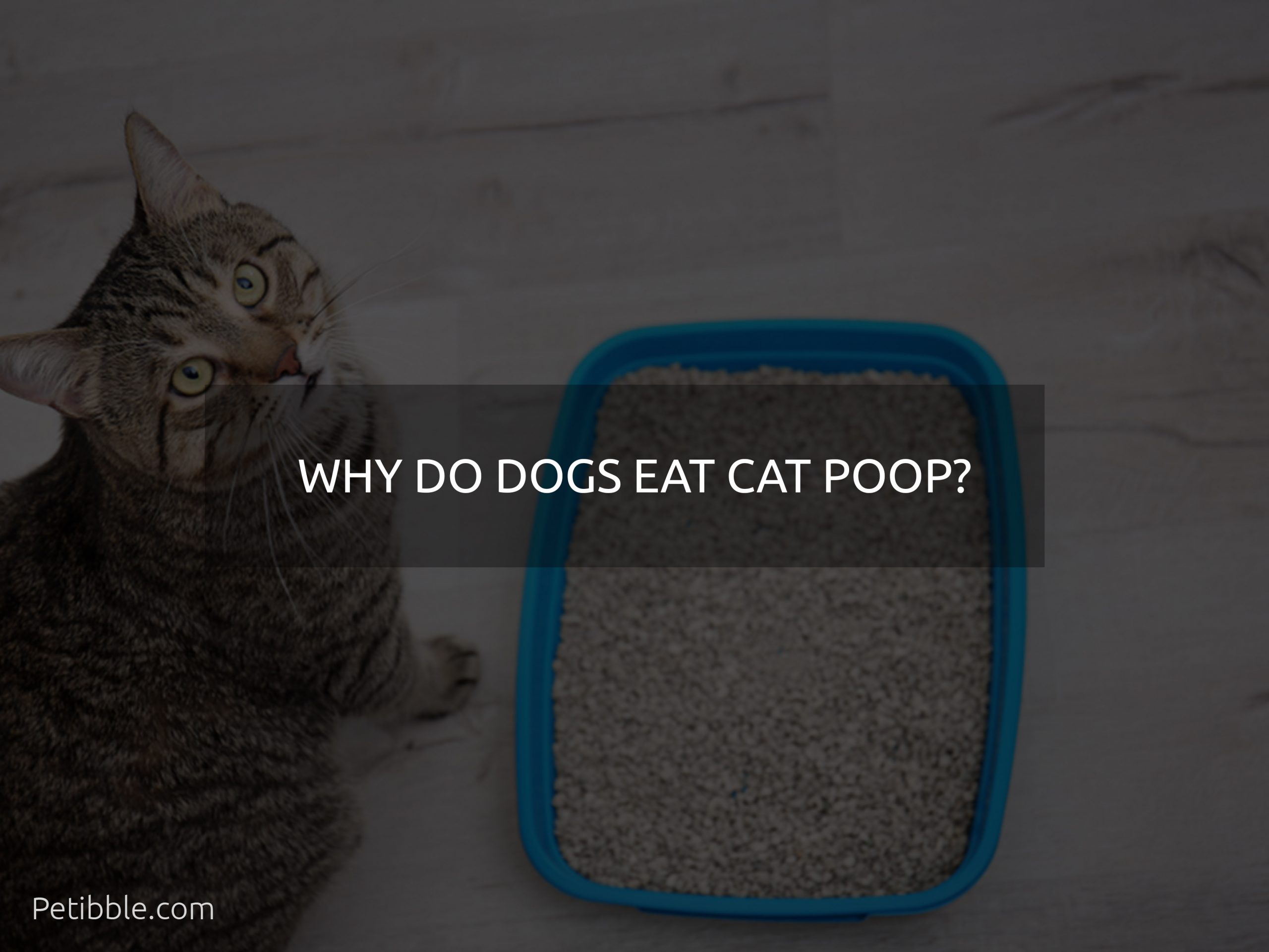 why do dogs eat cat poop
