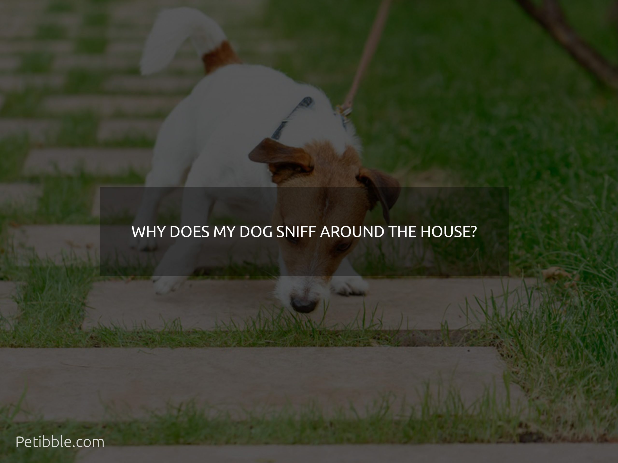 Why does my dog sniff around the house?