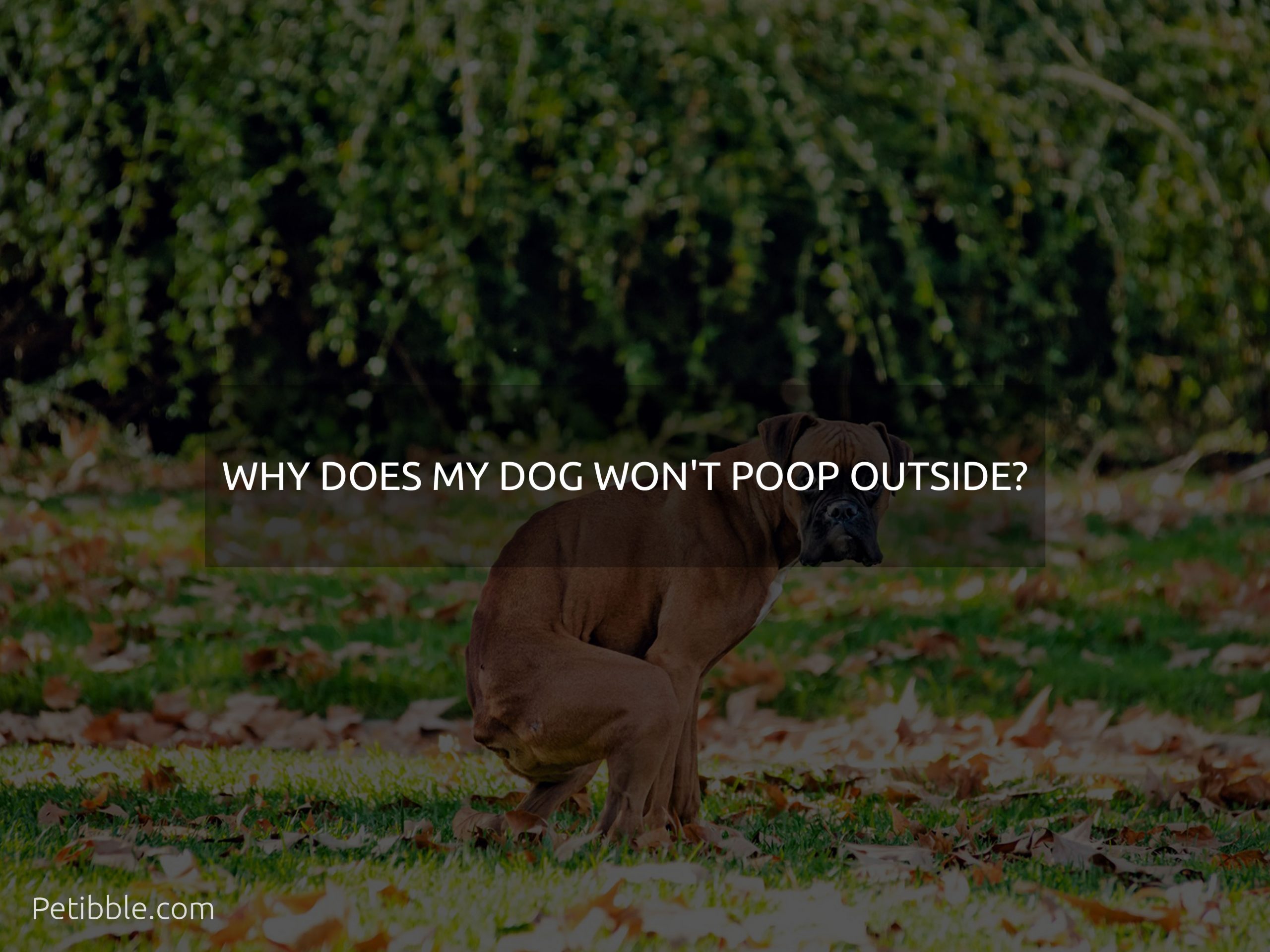 why does my dog won't poop outside