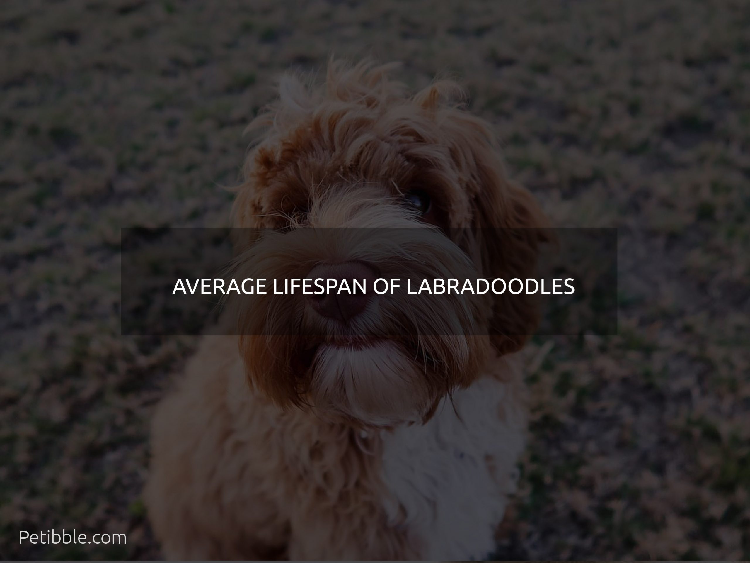 Average Lifespan Of Labradoodles