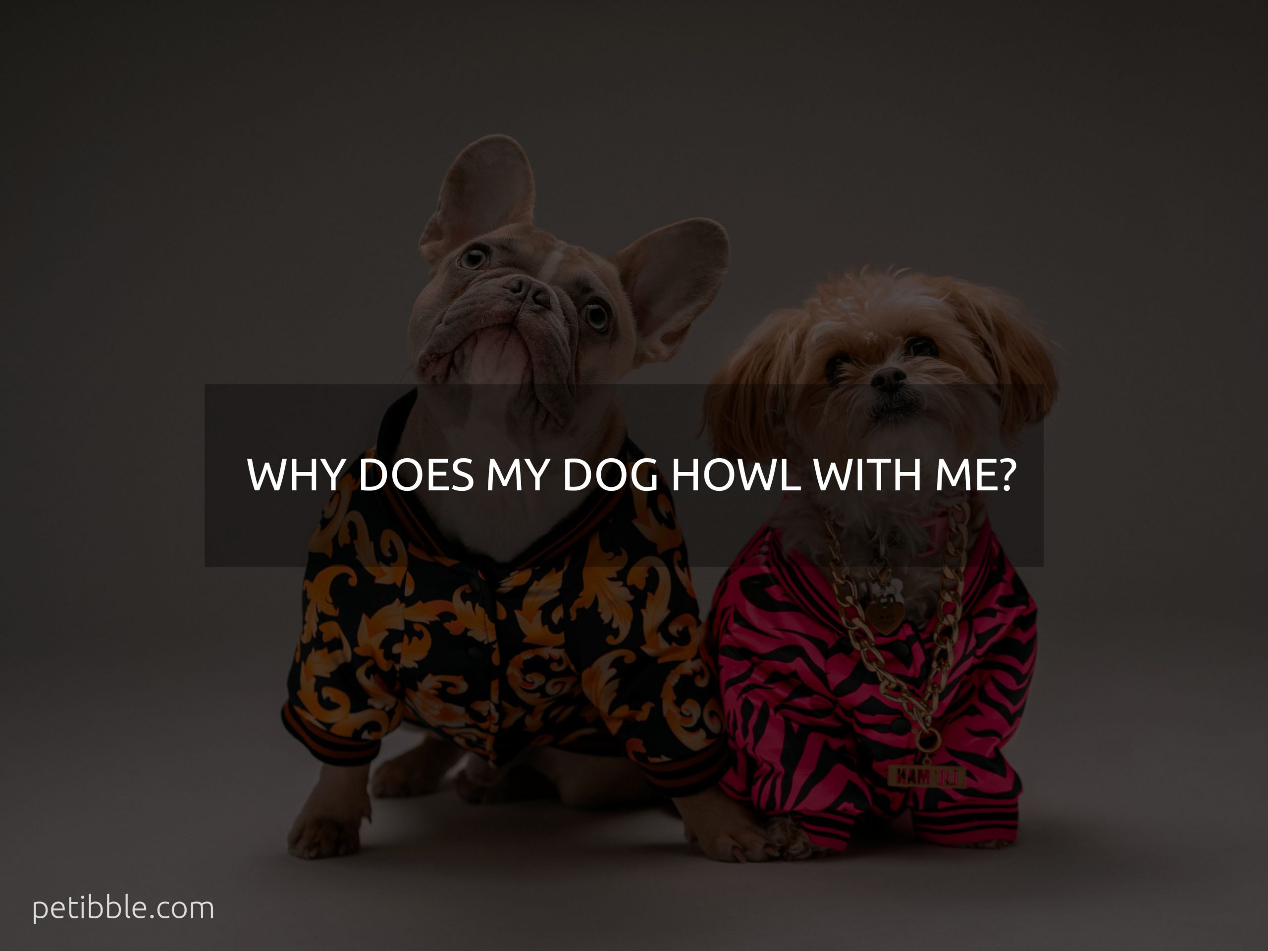 why does my dog howl with me?