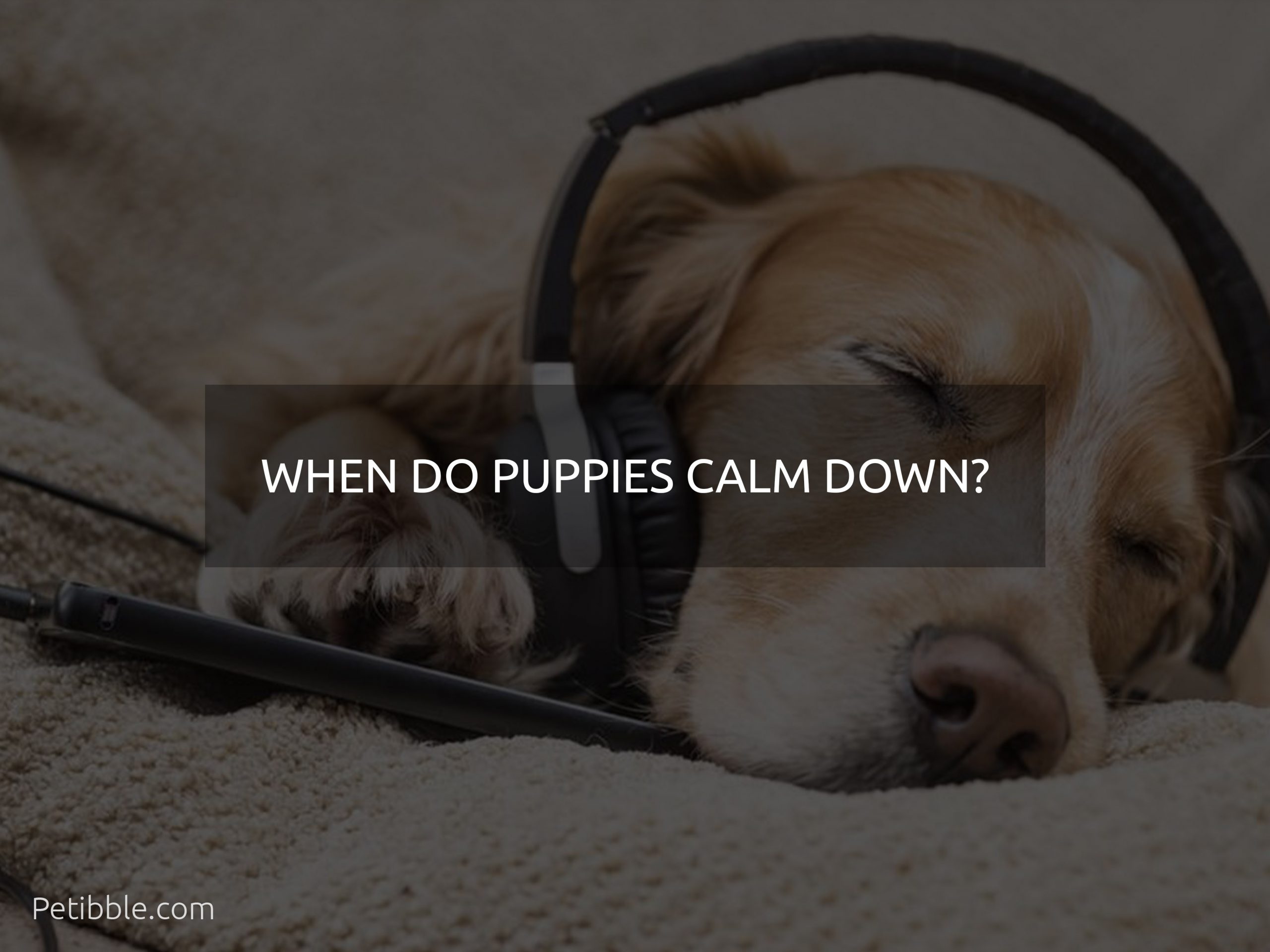 when do puppies calm down?