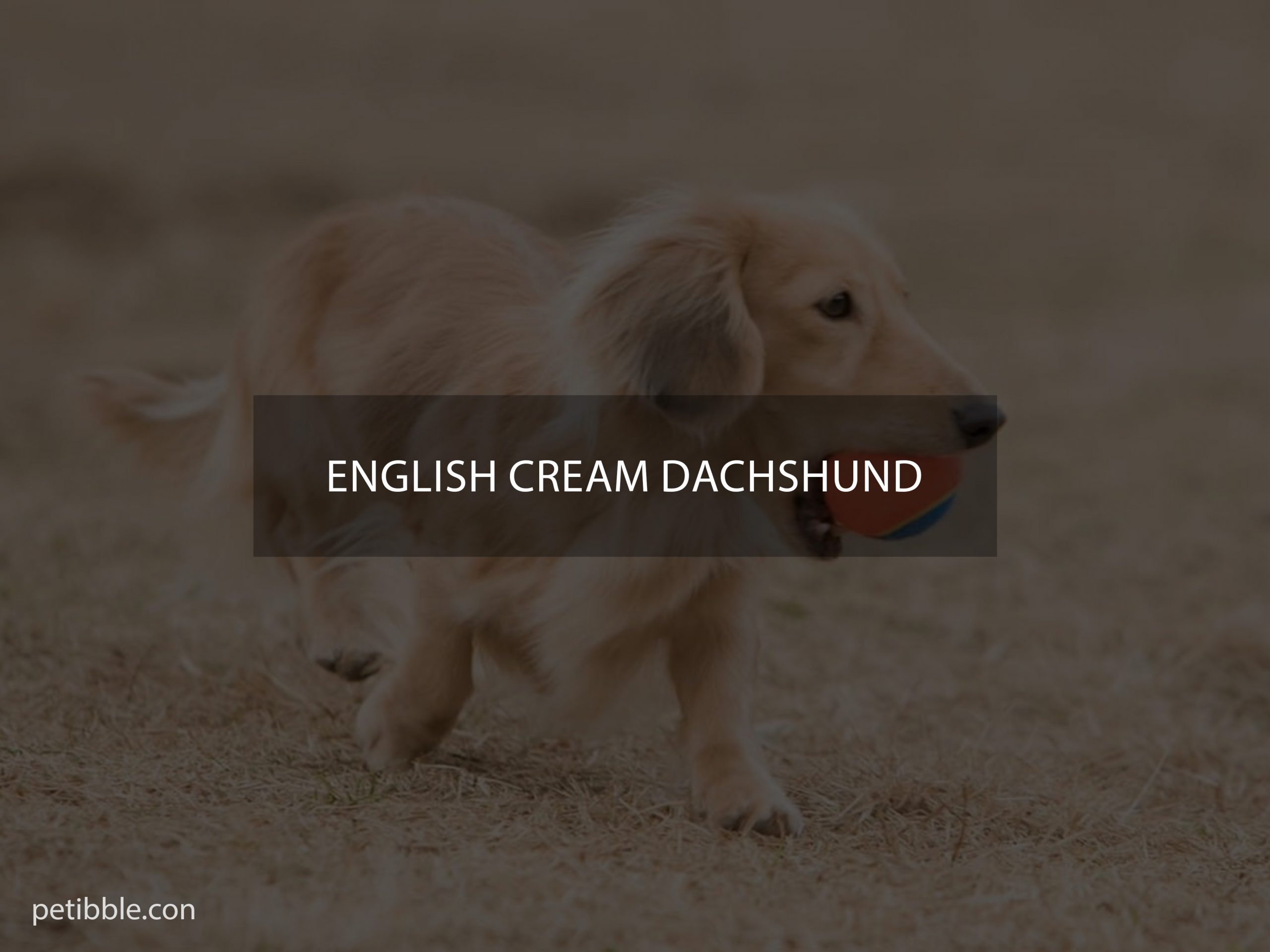 English Cream Dachshund