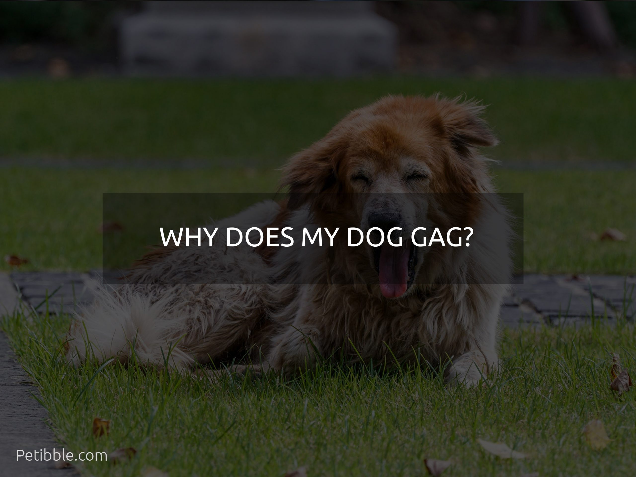 why does my dog gag