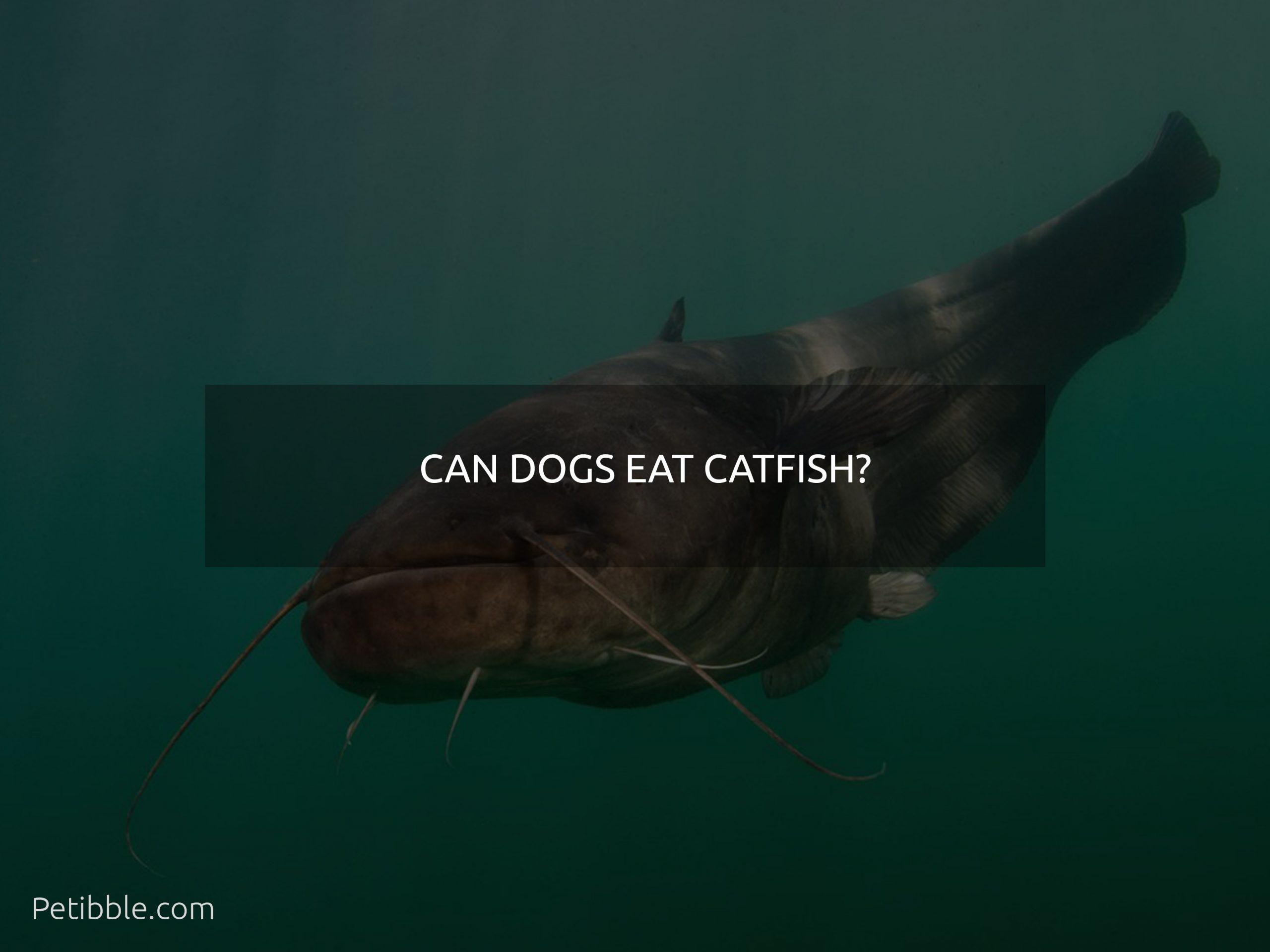 Can dogs eat Catfish?