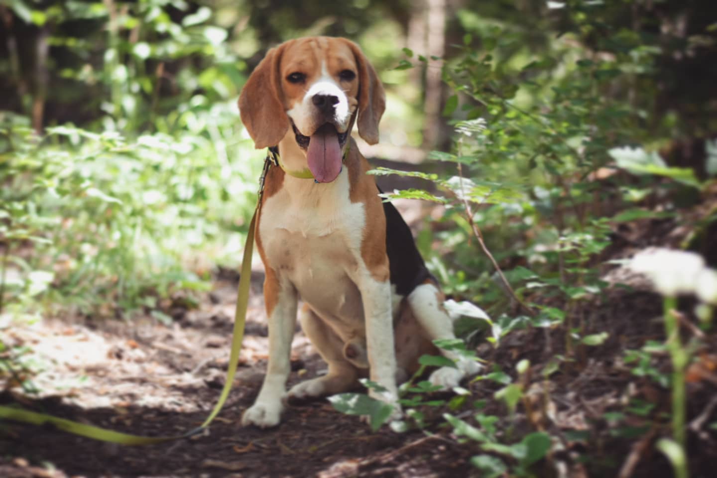 How to Identify a Purebred Beagle?