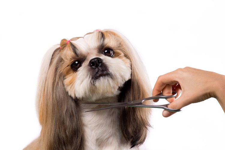 Dog itching after grooming