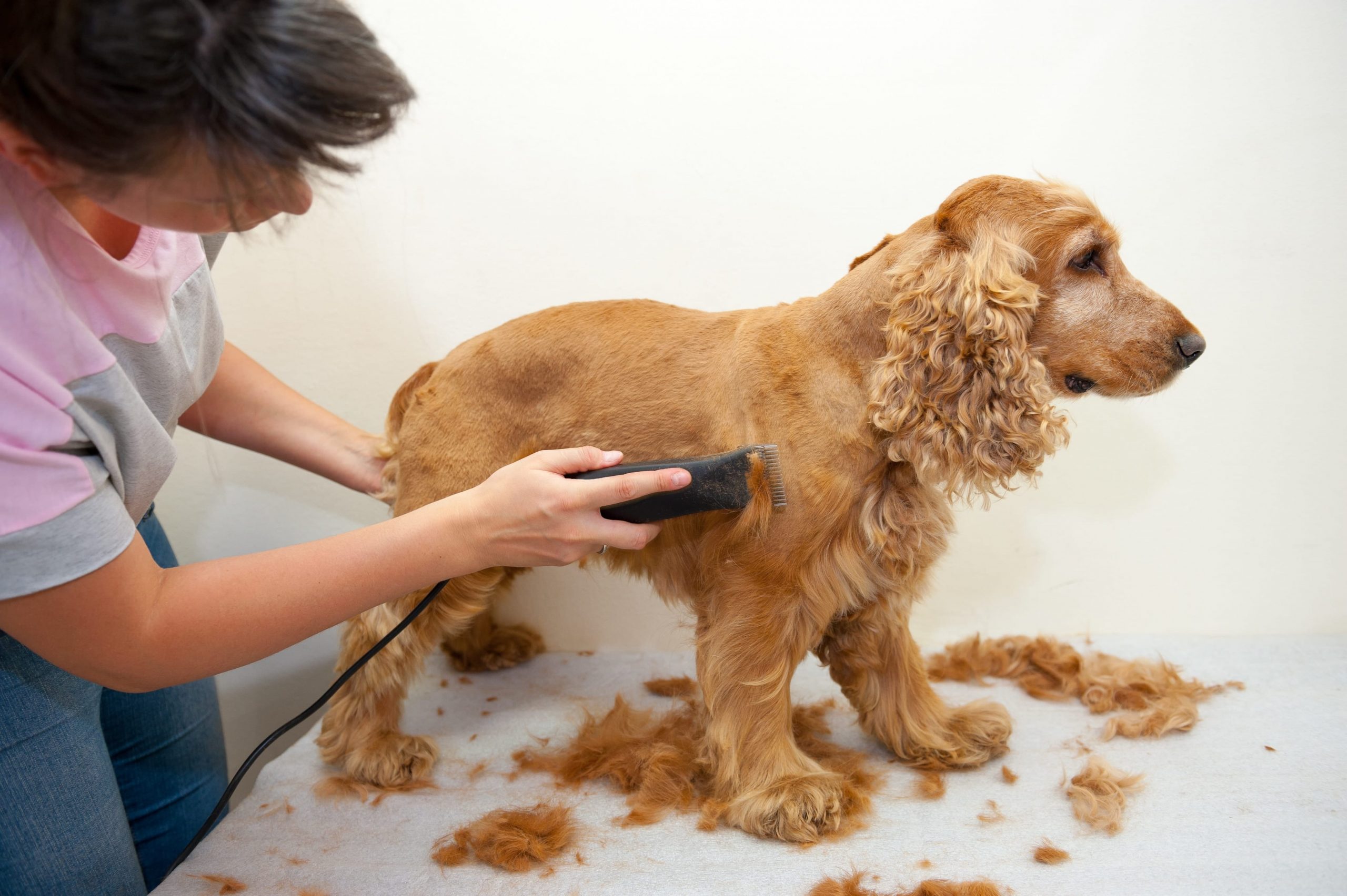 what dog breeds should not be shaved
