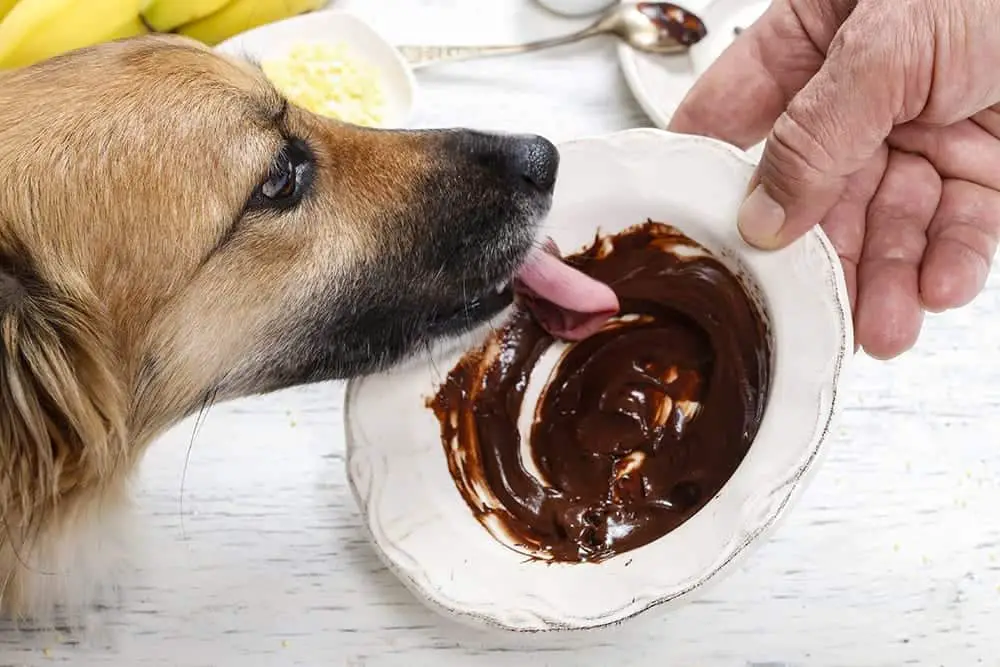 why is chocolate bad for dogs?
