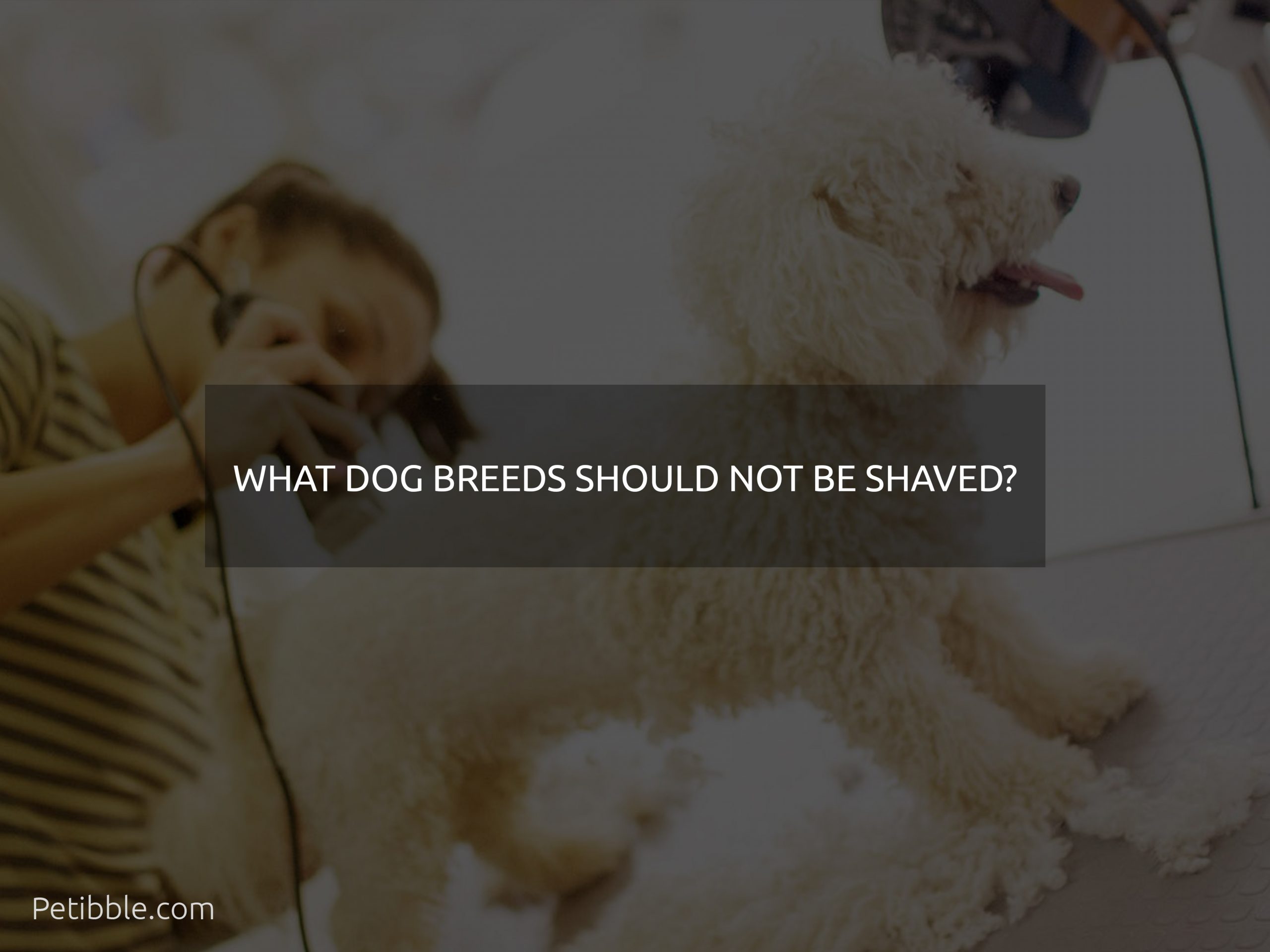 what dog breeds should not be shaved?