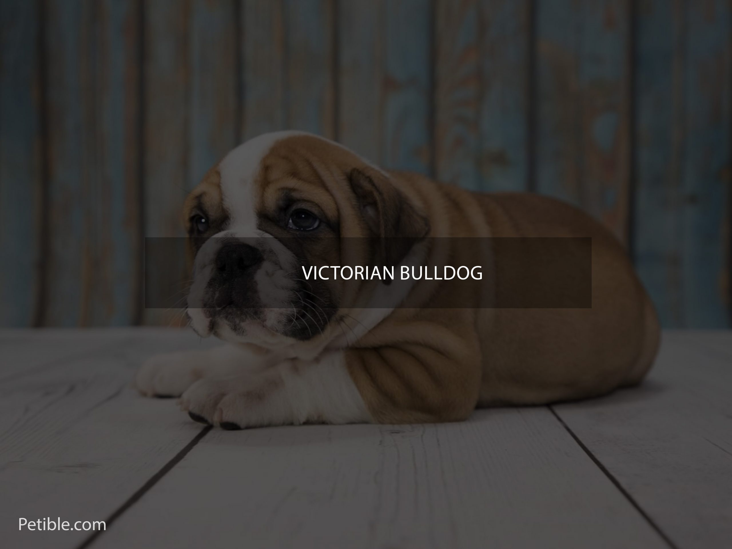 victorian bulldog