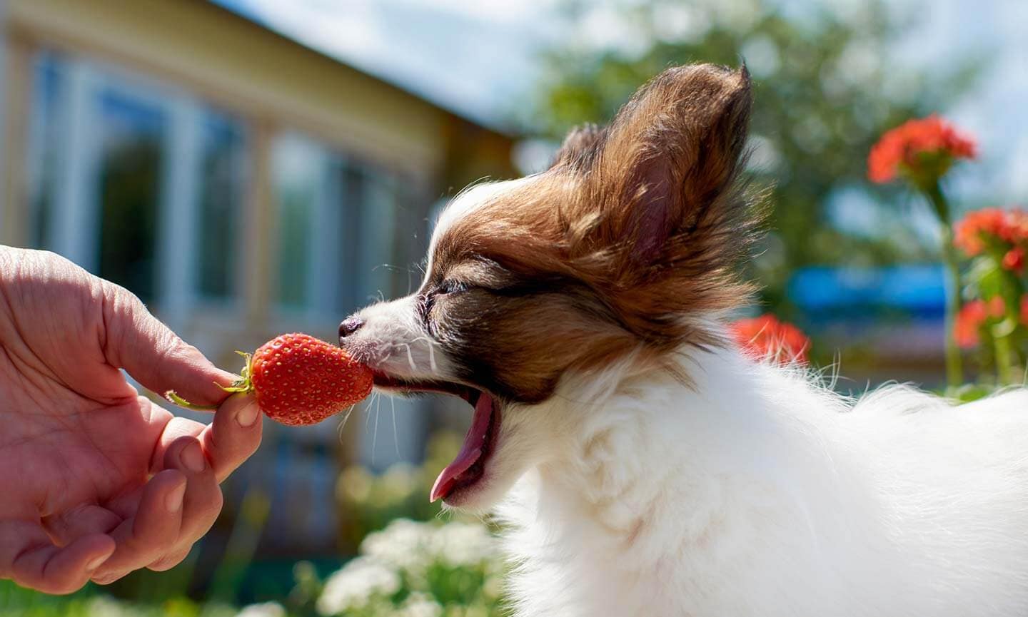 can dogs eat strawberry jelly?
