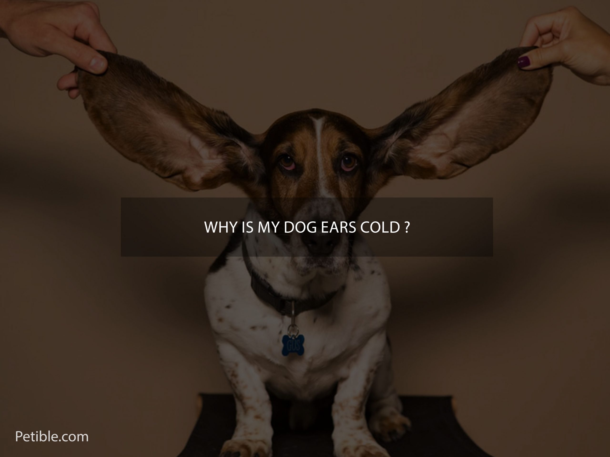 why is my dog ears cold ?