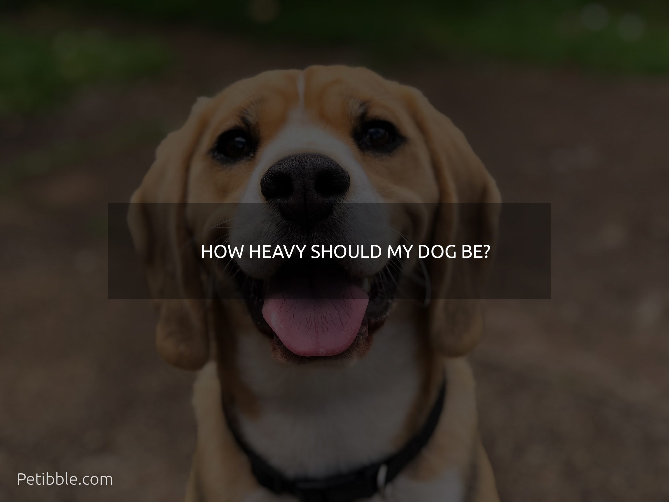 how heavy should my dog be?