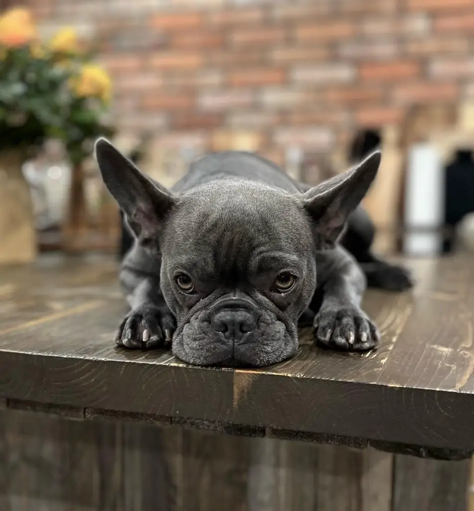 All about Blue french bulldog